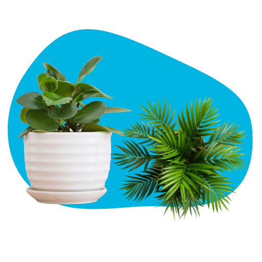 Desk Plants
